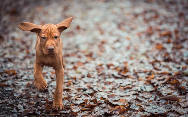 vizsla baby animal puppy Animal dog HD Desktop Wallpaper | Background Image