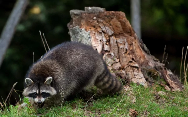 HD PC desktop wallpaper featuring a raccoon near a tree stump on a grassy forest floor.