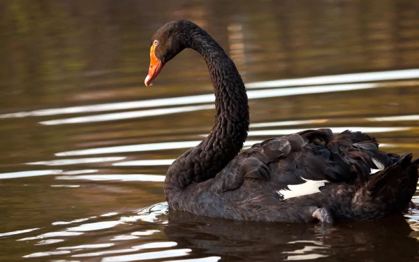 A black swan glides gracefully on calm water, captured in crisp detail for an HD PC desktop wallpaper featuring animal wildlife.