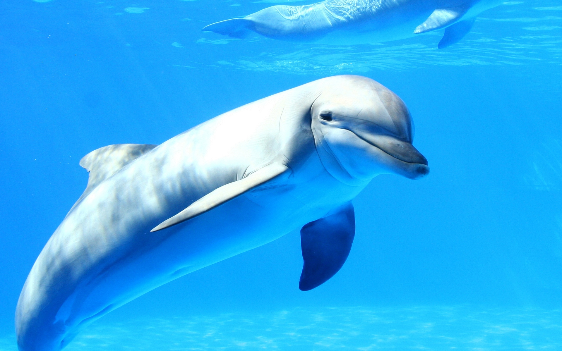 Dolphin Wallpapers, Pictures, Images