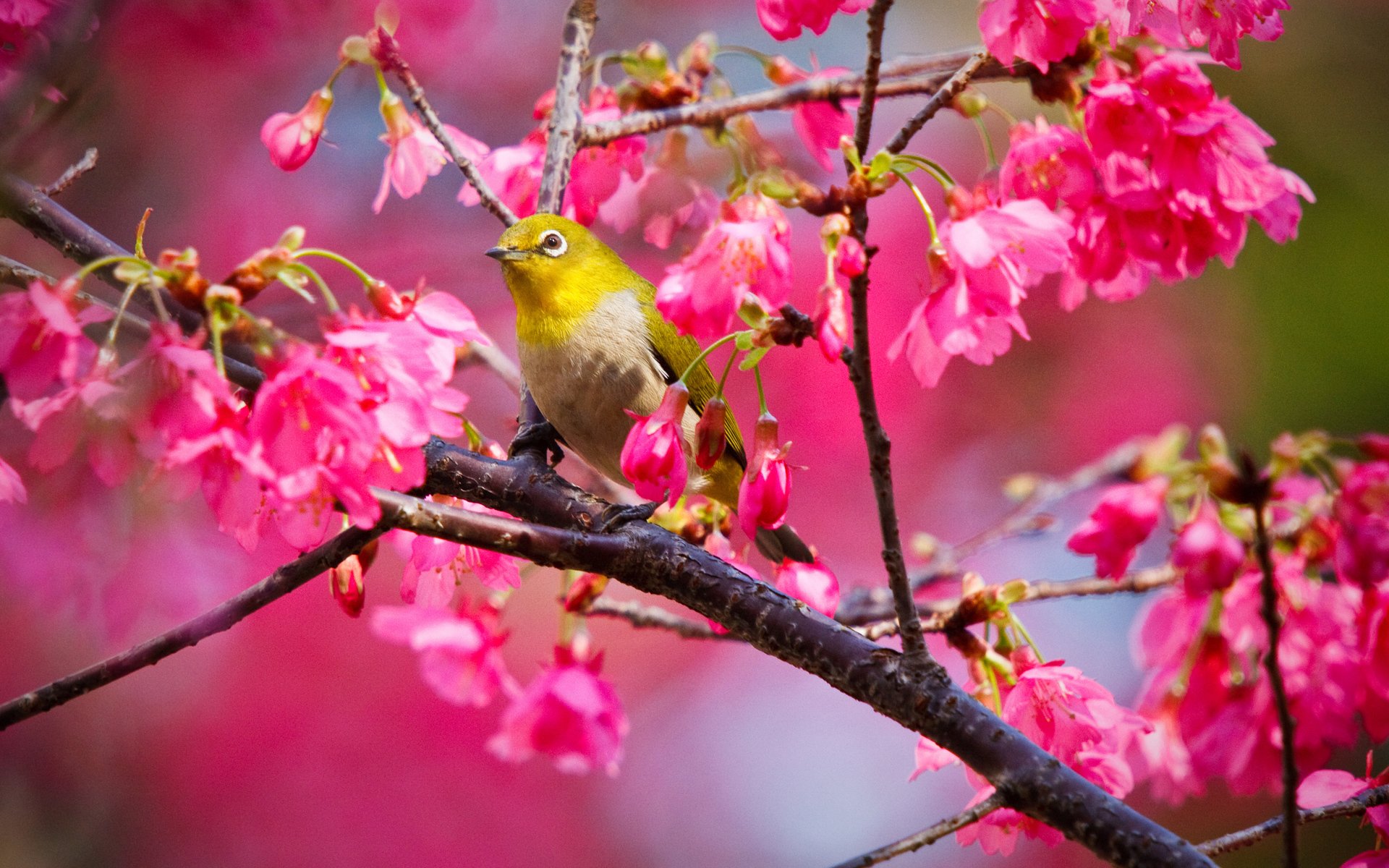 A vibrant warbling white-eye perched on a branch surrounded by blooming pink flowers, creating a stunning HD wallpaper full of life and color.