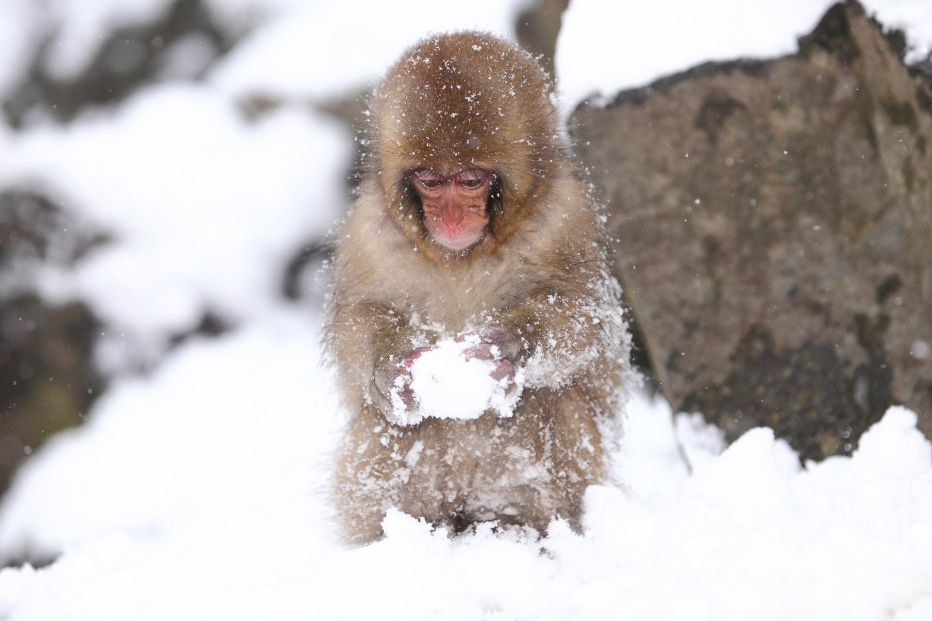 Baby Japanese macaque (snow monkey) clutching a snowball in deep snow, captured as a 2K Quad HD PC desktop wallpaper and background.