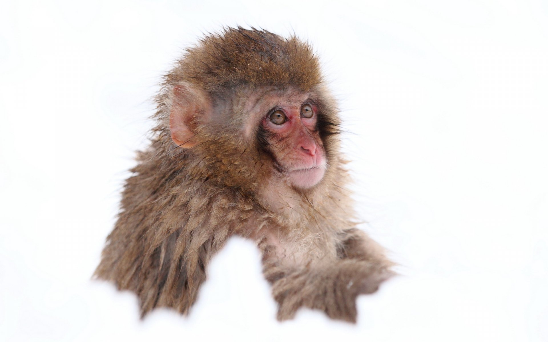Close-up of a Japanese macaque, also known as a snow monkey, against a white background, captured in HD quality for a PC desktop wallpaper.