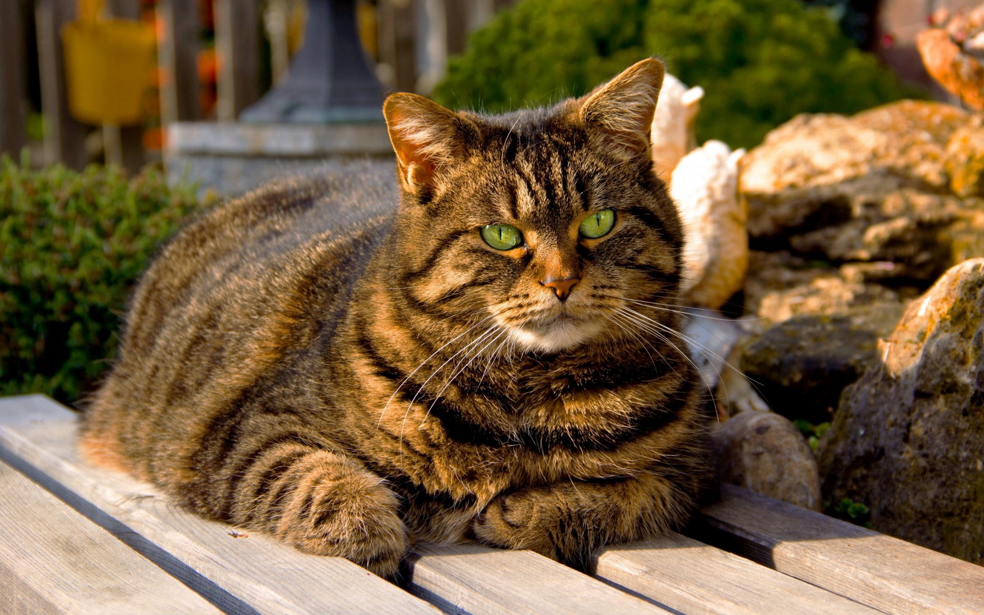 HD PC desktop wallpaper featuring a close-up of a relaxed tabby cat with green eyes resting on a wooden surface outdoors.