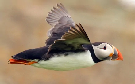 HD desktop wallpaper featuring a puffin in mid-flight against a soft, blurred background, highlighting the bird’s vibrant colors and detailed feathers.