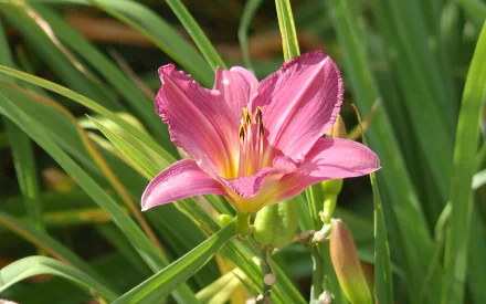HD desktop wallpaper featuring a vibrant pink daylily surrounded by green foliage, showcasing the natural beauty of this flower and lily in a serene outdoor setting.