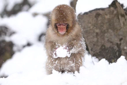 Animal Japanese macaque snow monkey HD Desktop Wallpaper | Background Image