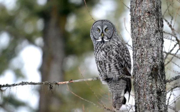 A majestic owl perched on a branch, surrounded by a natural forest backdrop, captured in striking detail, making for an enchanting HD desktop wallpaper.