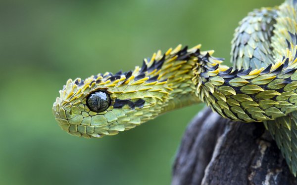 Animal Viper Reptiles Snakes Snake HD Wallpaper | Background Image