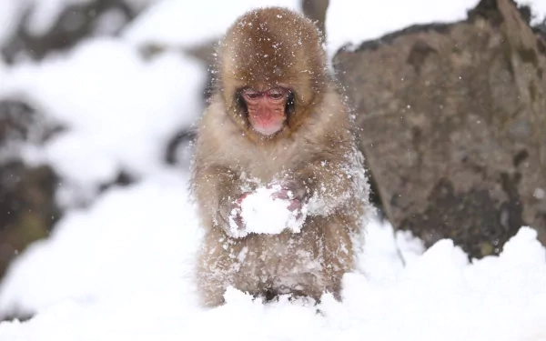 Baby Japanese macaque (snow monkey) clutching a snowball in deep snow, captured as a 2K Quad HD PC desktop wallpaper and background.