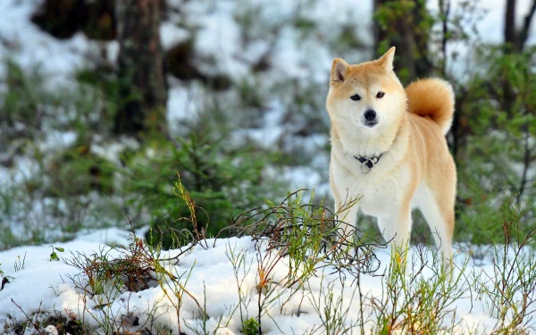 A charming Akita stands in a snowy landscape, surrounded by greenery. This HD image captures the beauty of nature and the grace of this beloved dog breed.