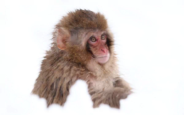 Close-up of a Japanese macaque, also known as a snow monkey, against a white background, captured in HD quality for a PC desktop wallpaper.