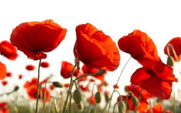 Vibrant red poppy flowers captured in stunning detail, set against a bright sky, presented as an 8K Ultra HD PC desktop wallpaper showcasing nature's beauty.