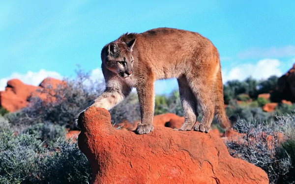 HD PC desktop wallpaper featuring a cougar standing on a red rock with a clear blue sky and desert landscape in the background.