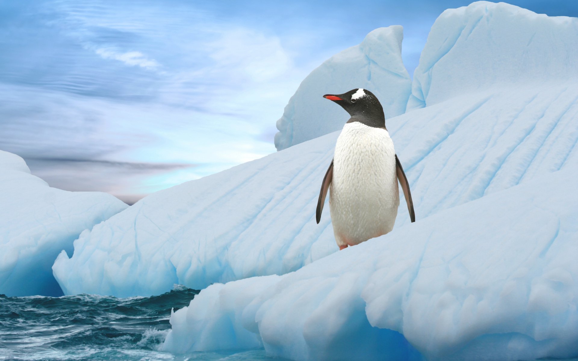 Penguin Full Hd Wallpaper And Background Image X Id