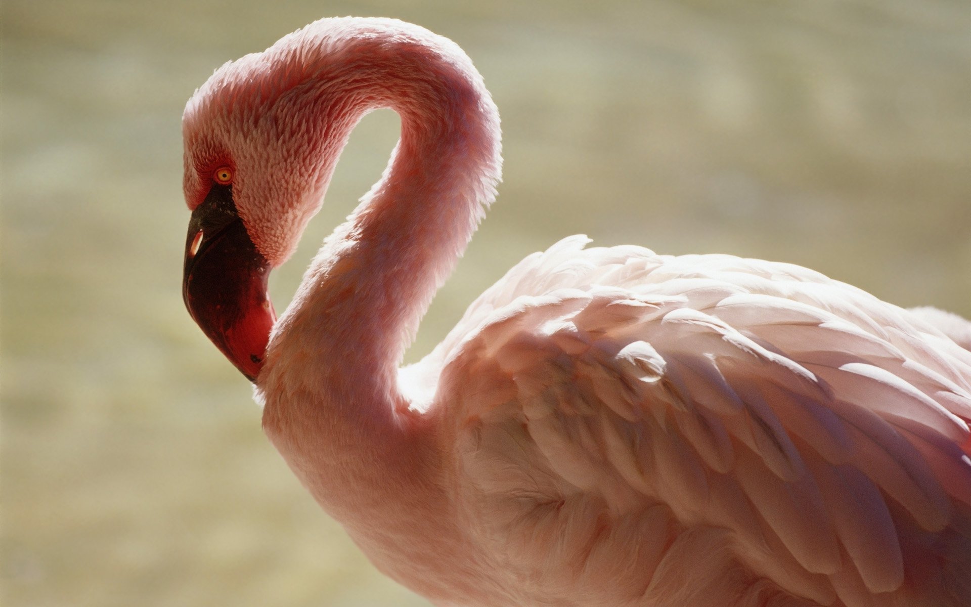 HD PC desktop wallpaper featuring a close-up of a pink flamingo with soft lighting highlighting its feathers and curved neck.