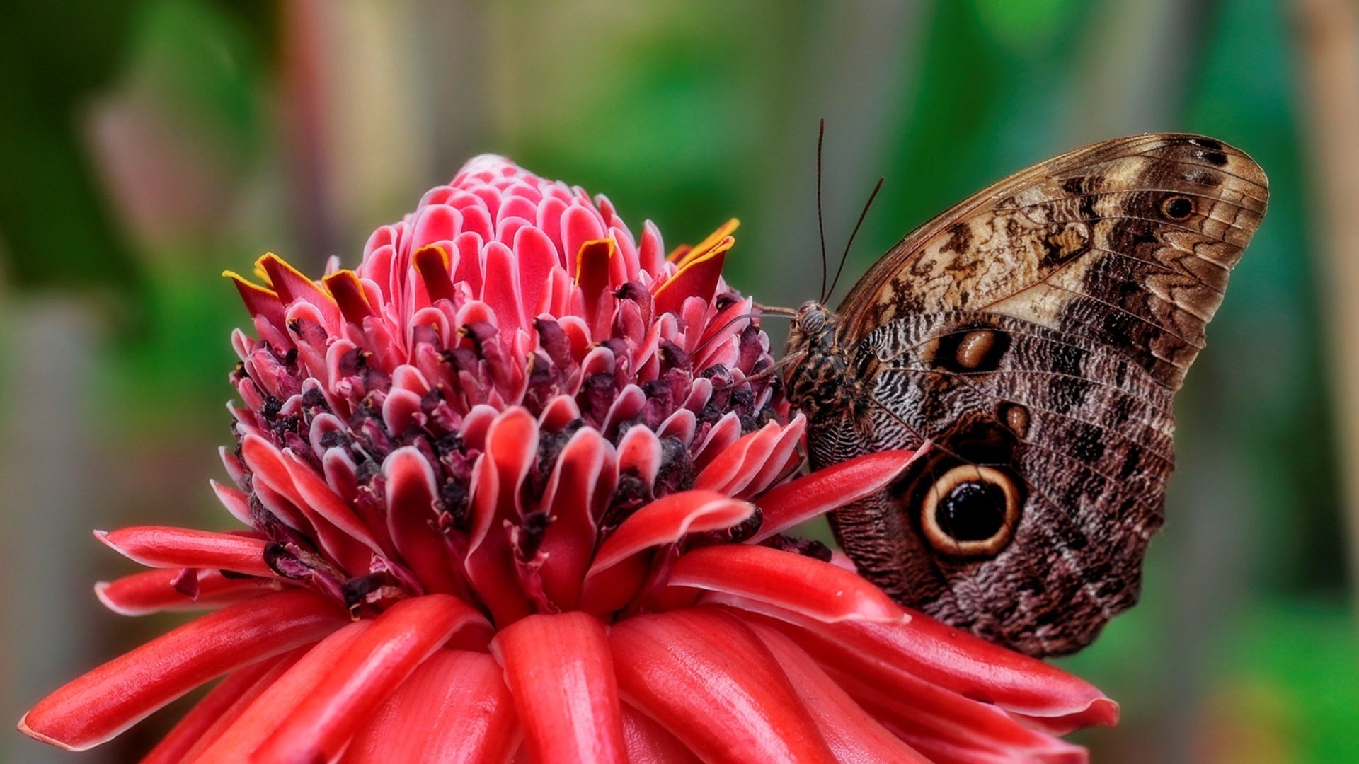 HD desktop wallpaper — close-up of a brown butterfly with eye-like wing markings resting on a vivid red tropical flower, soft green bokeh background.