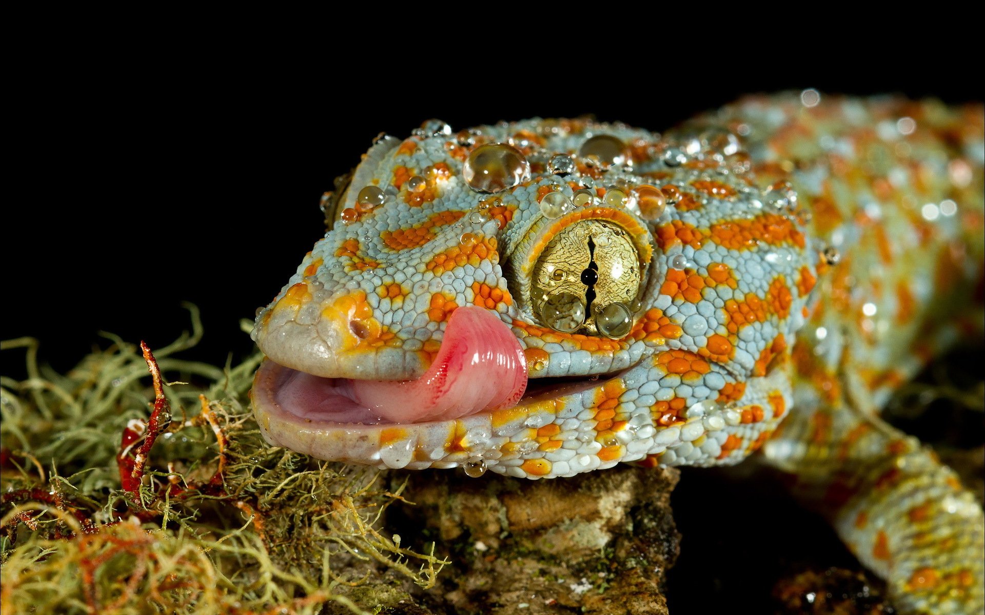 Gecko HD Wallpaper | Background Image | 1920x1200