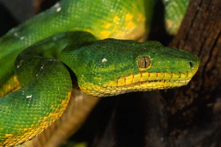 HD desktop wallpaper featuring a vibrant emerald tree boa with its striking green and yellow scales coiled on a branch, set against a dark background.