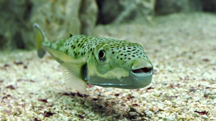 Close-up of a green-spotted fish swimming near the sandy bottom, captured in high definition for a vivid PC desktop wallpaper and background.