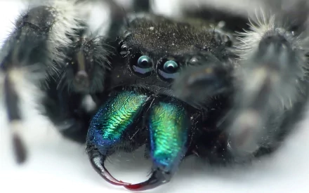 fangs Animal spider HD Desktop Wallpaper | Background Image