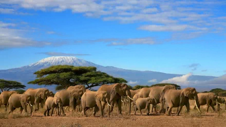 A scenic view of African bush elephants walking across a savannah, with Mount Kilimanjaro in the background and a lone tree adding to the picturesque landscape.