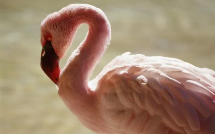 HD PC desktop wallpaper featuring a close-up of a pink flamingo with soft lighting highlighting its feathers and curved neck.