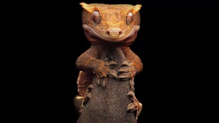 HD PC desktop wallpaper and background: close-up of an orange crested gecko lizard (animal) gripping a branch against a black backdrop.