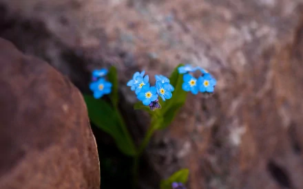 Nature-themed HD PC desktop wallpaper: close-up of bright blue forget-me-not flowers nestled between rocks, soft-focused stone background.