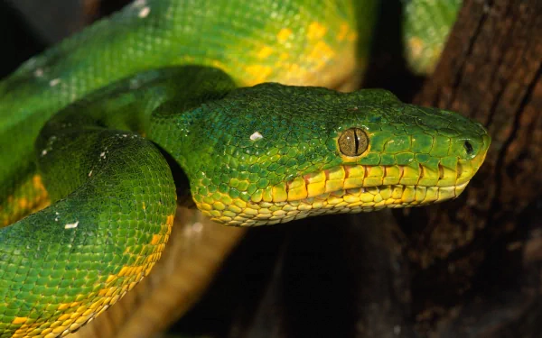 HD desktop wallpaper featuring a vibrant emerald tree boa with its striking green and yellow scales coiled on a branch, set against a dark background.