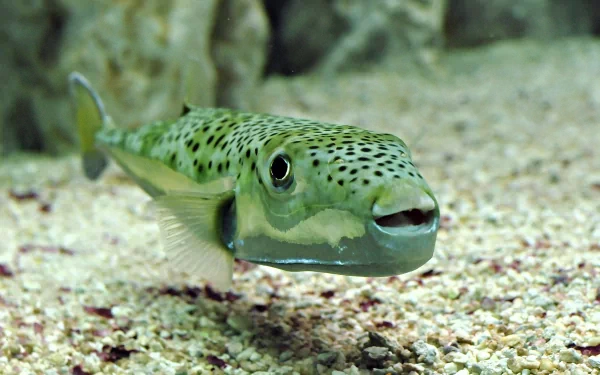 Close-up of a green-spotted fish swimming near the sandy bottom, captured in high definition for a vivid PC desktop wallpaper and background.