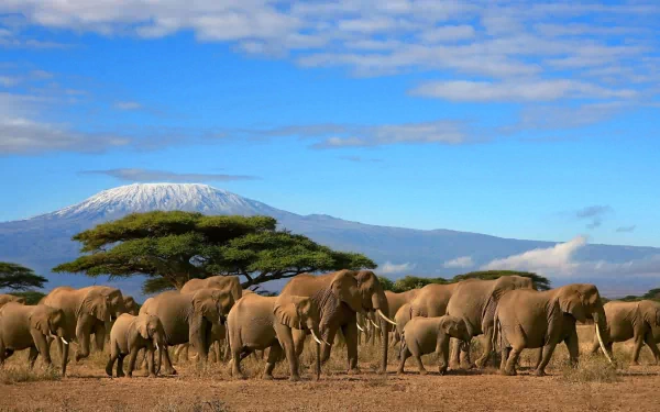 A scenic view of African bush elephants walking across a savannah, with Mount Kilimanjaro in the background and a lone tree adding to the picturesque landscape.