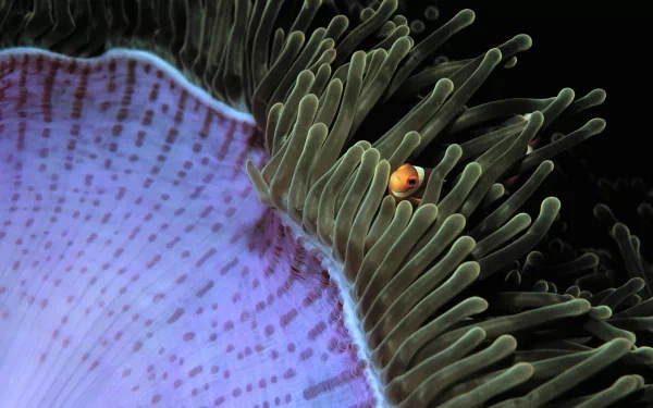 sea anemone fish Animal clownfish HD Desktop Wallpaper | Background Image