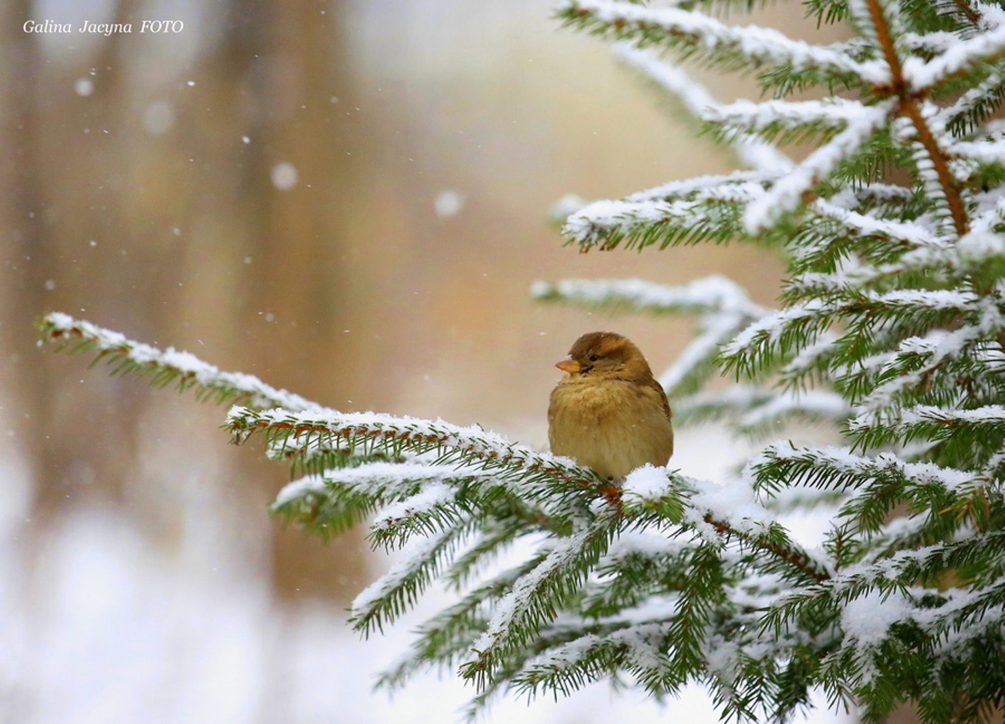 Bird HD Wallpaper