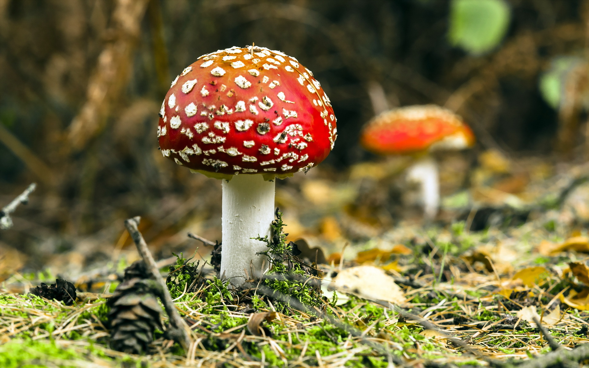 Download Nature Mushroom HD Wallpaper