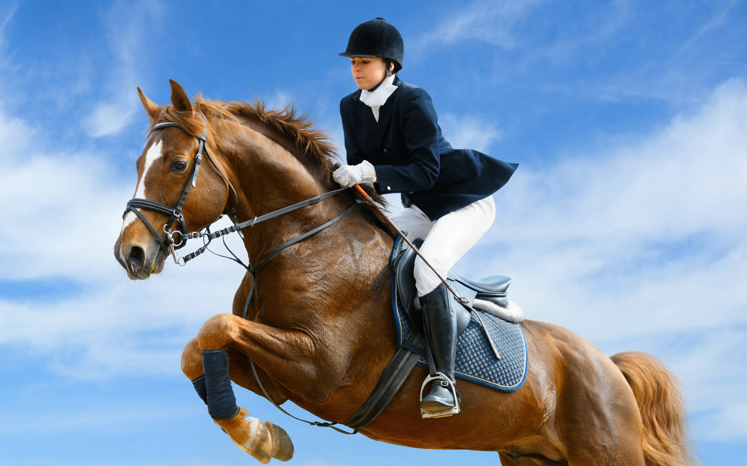 Show Jumping Full HD Wallpaper and Background Image | 2560x1600 | ID:341900