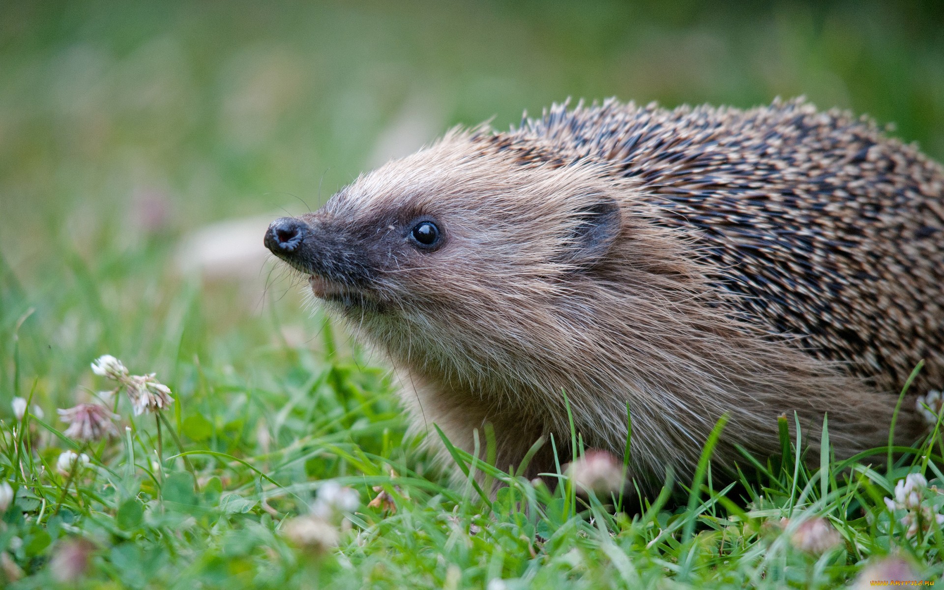 Hedgehog Full HD Wallpaper  and Background  Image 