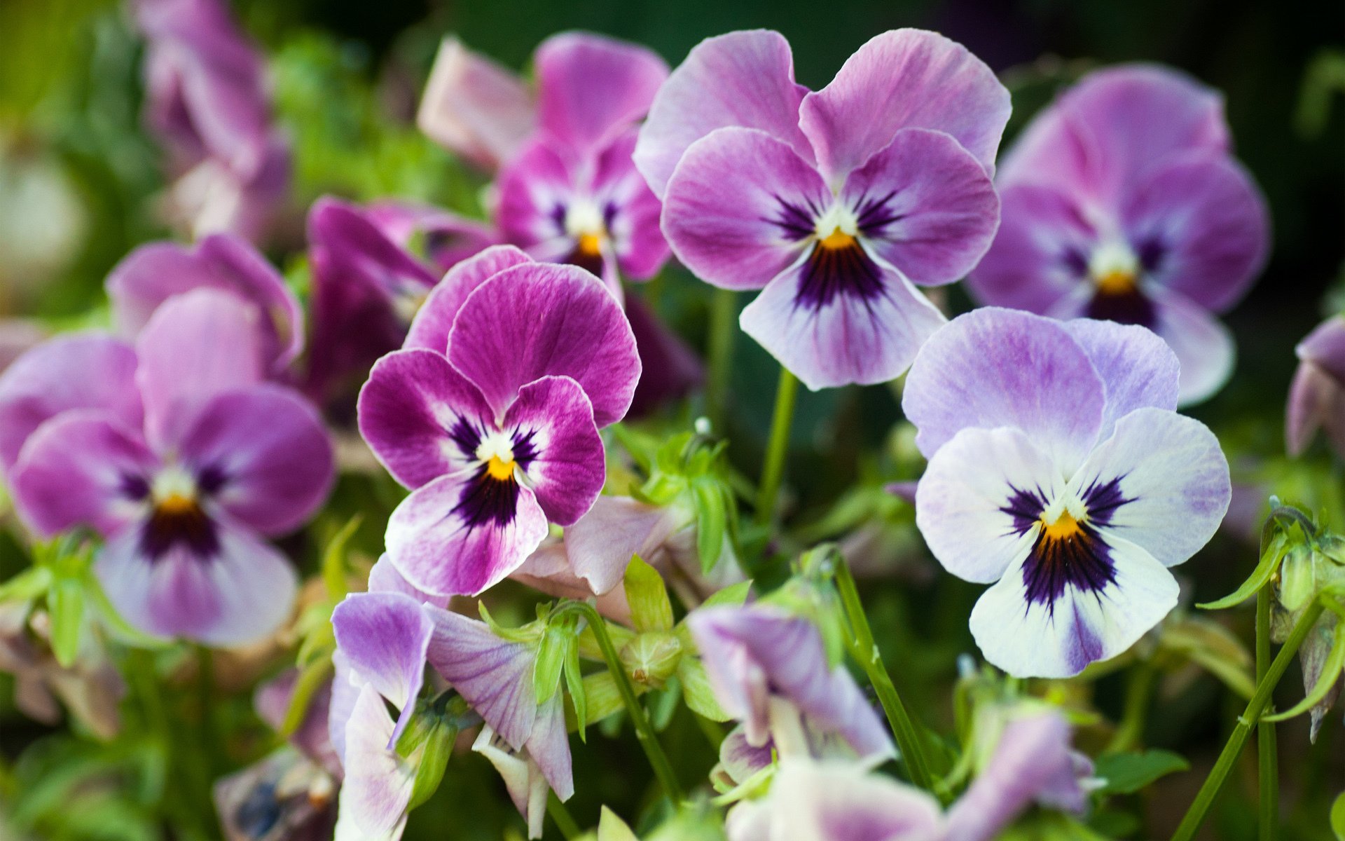 Download Flower Nature Pansy HD Wallpaper