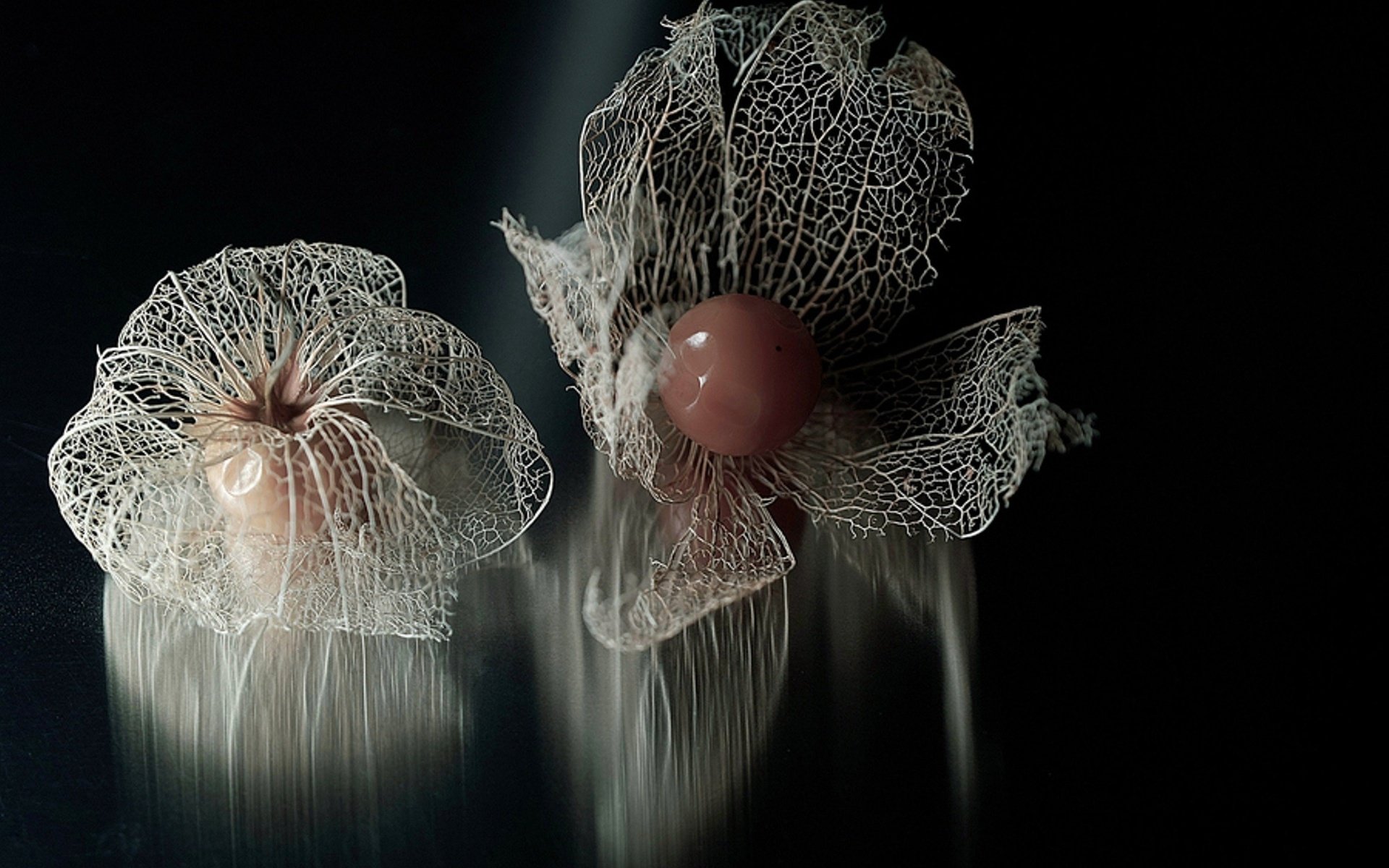 Close-up of delicate, translucent skeletal flower petals with smooth round beads at their centers against a dark background, captured in HD for a nature-themed PC desktop wallpaper.