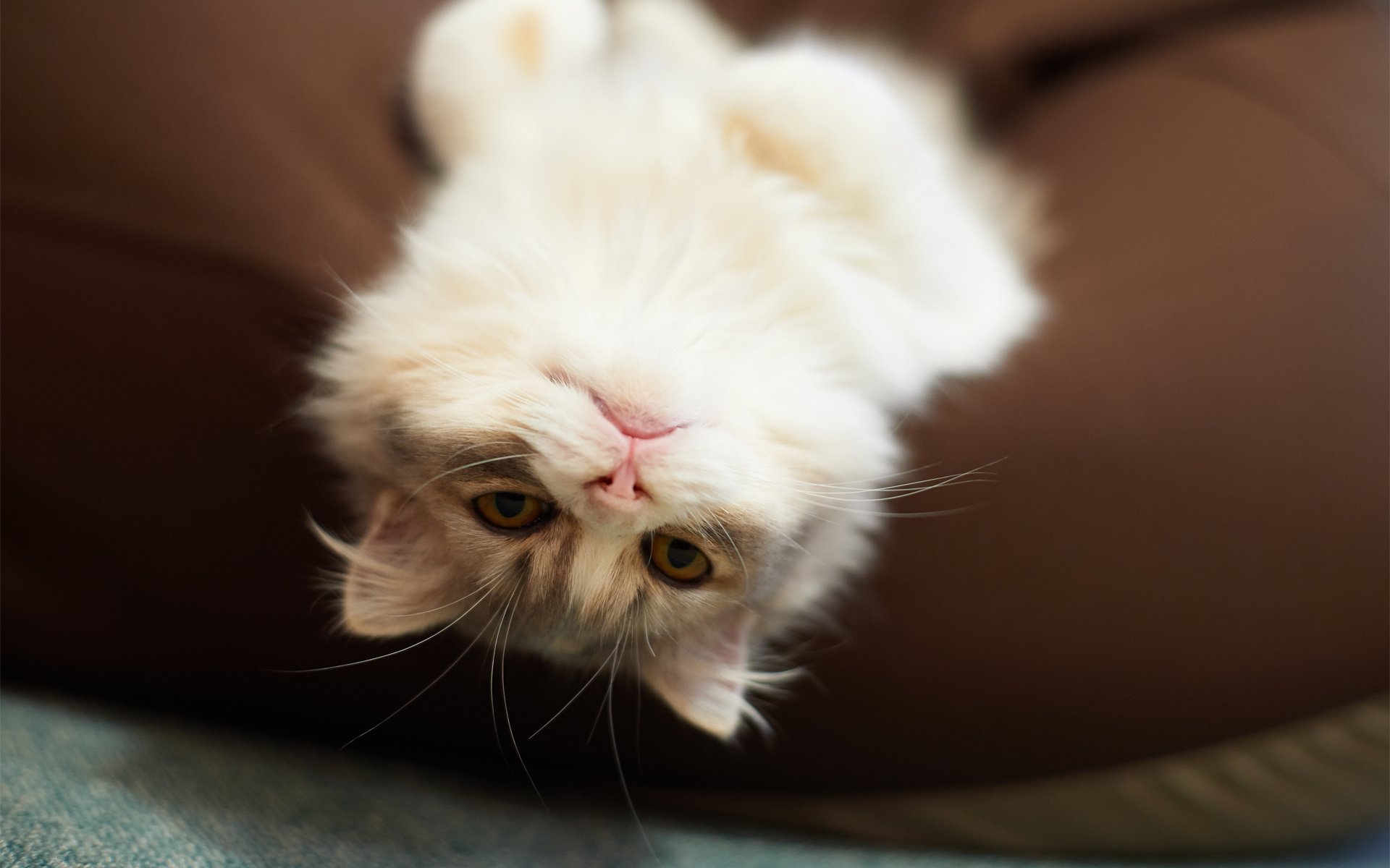 Fluffy white cat (animal) lying upside down, gazing at the camera on a brown cushion — HD PC desktop wallpaper and background.