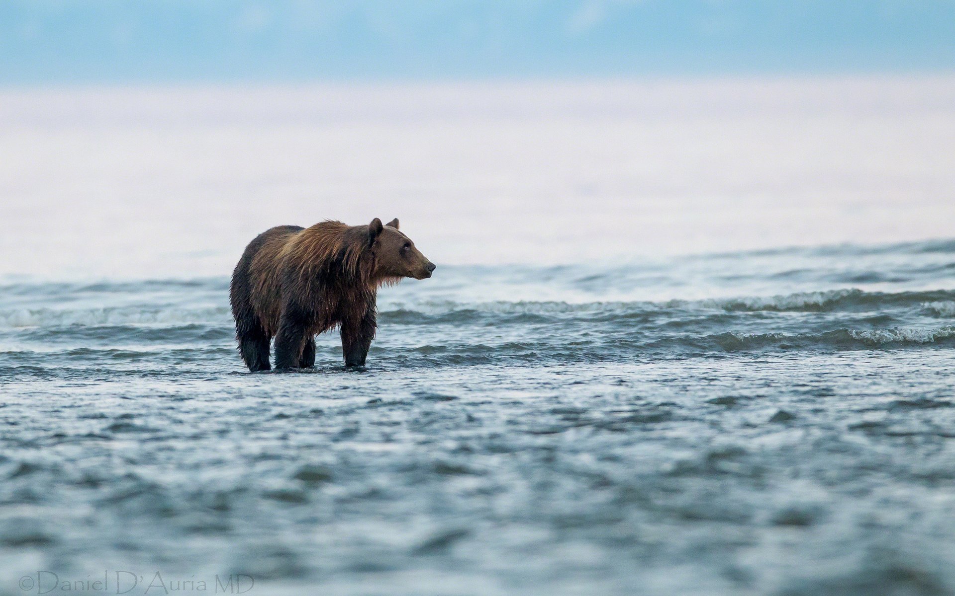 A bear wades through a tranquil lake, surrounded by serene waters and soft blue hues, creating a captivating nature scene for an HD desktop wallpaper.