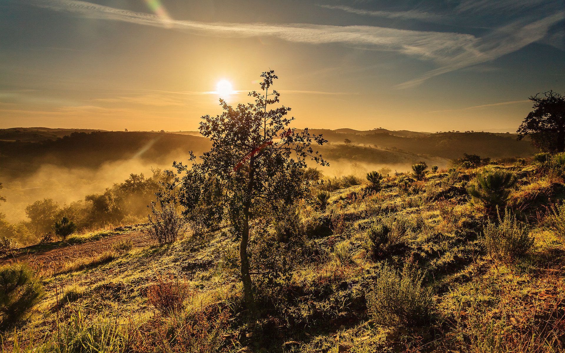 A serene landscape at sunrise, featuring a lone tree amidst mist-covered hills, showcasing the beauty of nature in a stunning HD wallpaper.