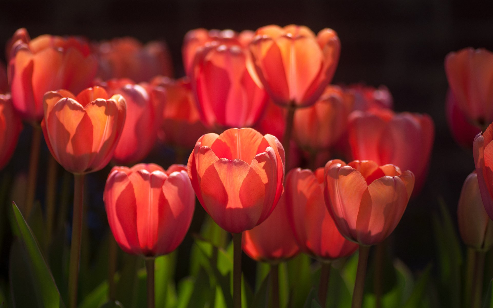 Download Flower Nature Tulip HD Wallpaper | 1920x1200 | Wallpaper Abyss