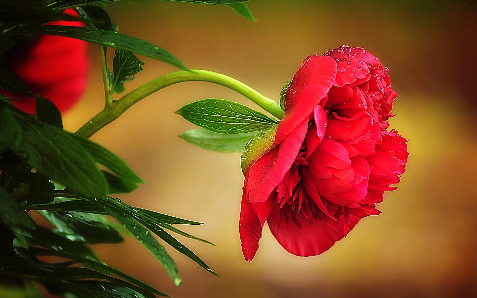 HD desktop wallpaper featuring a vibrant red flower with lush green leaves against a soft, blurred natural background.