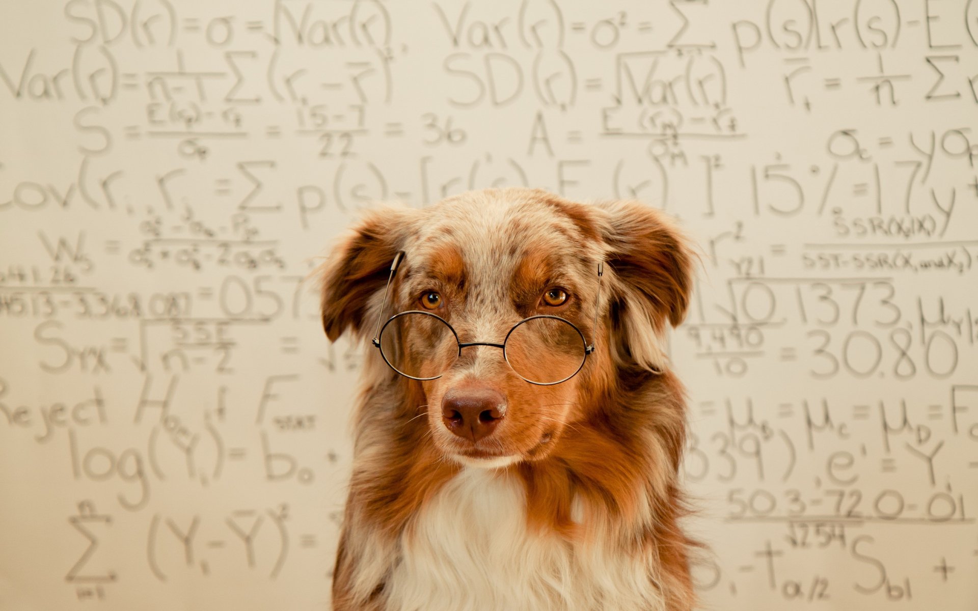 A clever dog wearing glasses poses in front of a wall covered with mathematical equations, making it a unique HD PC desktop wallpaper and background.