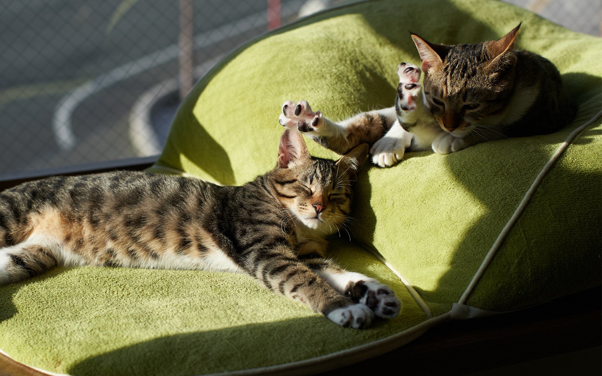 Two relaxed cats lounge on a green cushion, basking in sunlight. This HD image captures their playful and serene moments, making a charming desktop wallpaper or background.