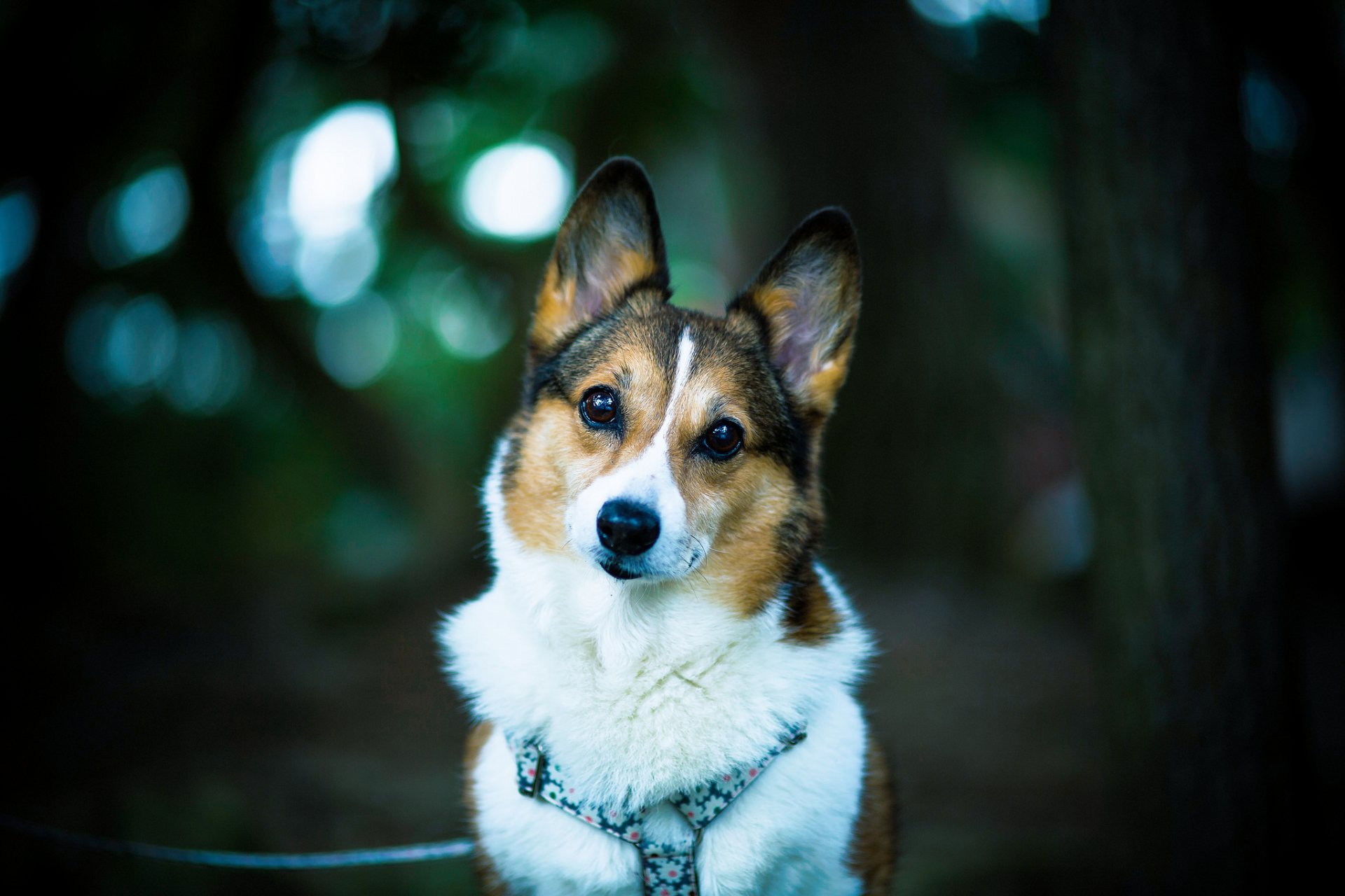 Corgi HD Wallpaper | Background Image | 2048x1365