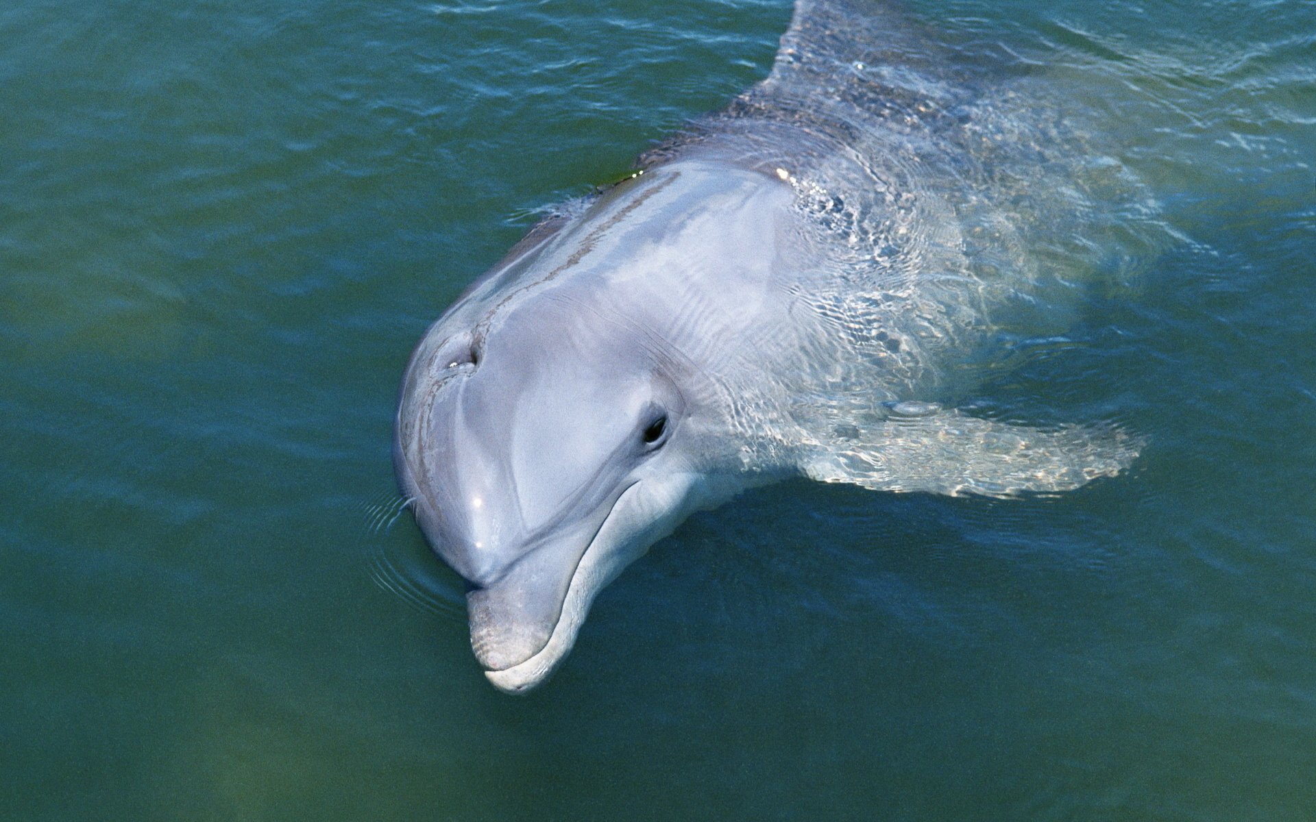 HD PC desktop wallpaper featuring a close-up of a dolphin swimming gracefully in clear blue water.