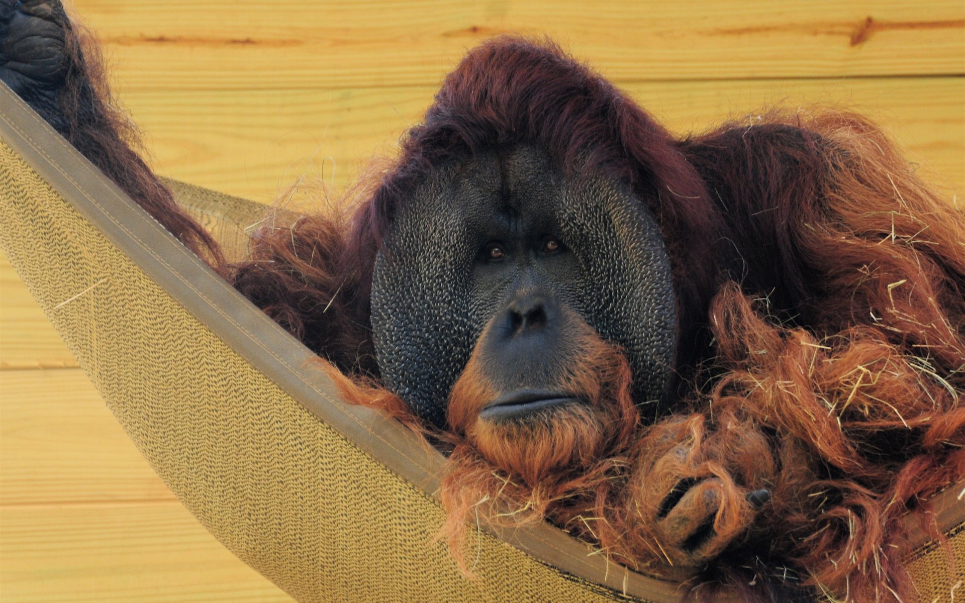 Close-up of an orangutan resting in a hammock, shaggy red fur and calm expression — 2K Quad HD PC desktop wallpaper background.