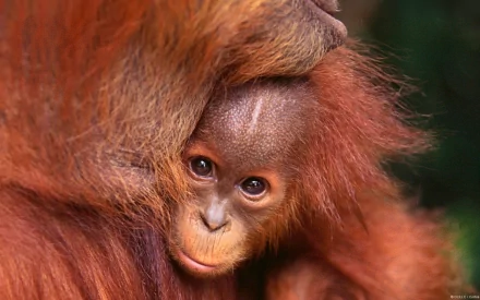Close-up of an orangutan with expressive eyes, captured in high definition, serving as a vivid animal-themed PC desktop wallpaper.